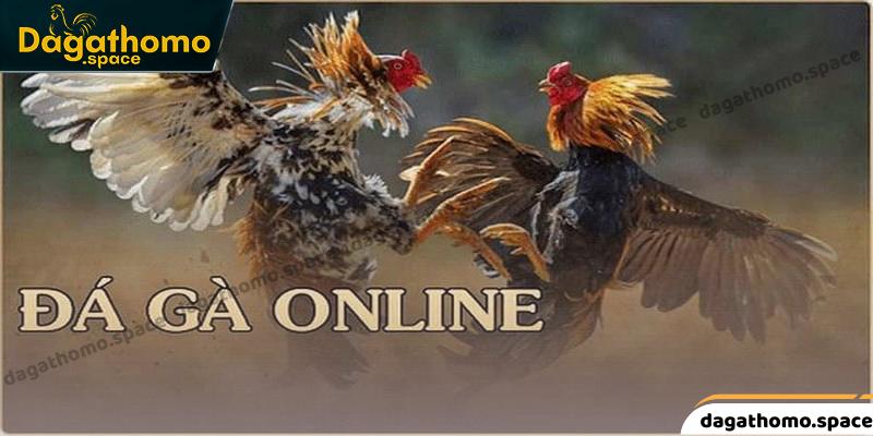 Chuyên trang cung cấp các thông tin về kèo cược đá gà
