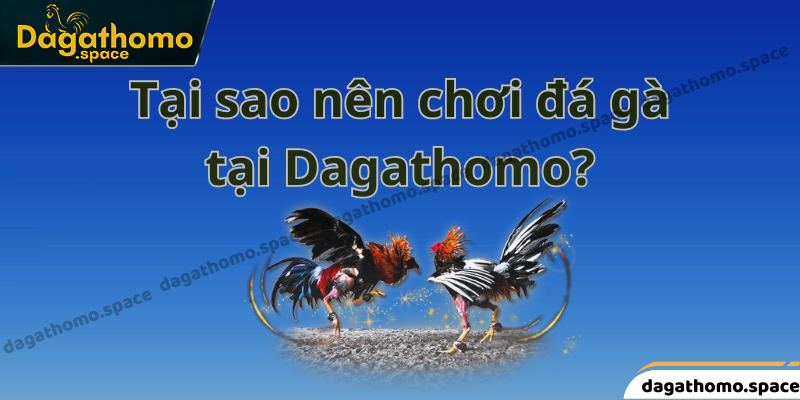 Tại sao nên chơi đá gà tại Dagathomo?